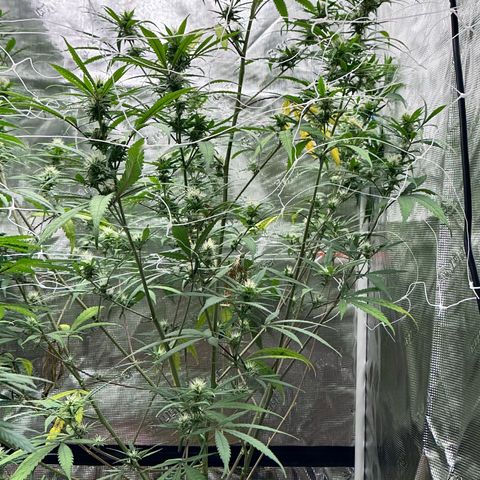 Lemon Jeffery  growlog timeline photo