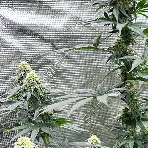 Poochie Love growlog photo: Almost ready to harvest 