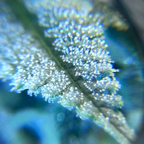 Poochie Love growlog photo: Almost ready to harvest 