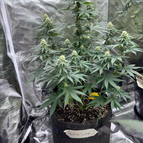 Poochie Love growlog photo: Almost ready to harvest 