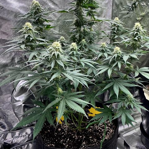 Poochie Love growlog photo: Almost ready to harvest 