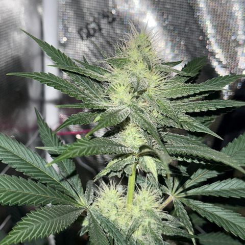 Candylicious growlog timeline photo