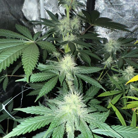 Candylicious growlog timeline photo