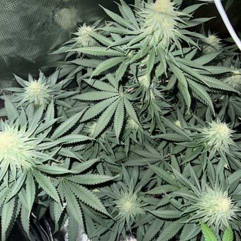 Poochie Love growlog timeline photo