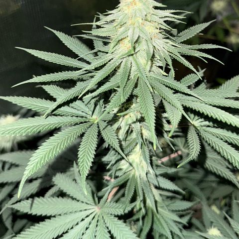 Poochie Love growlog timeline photo
