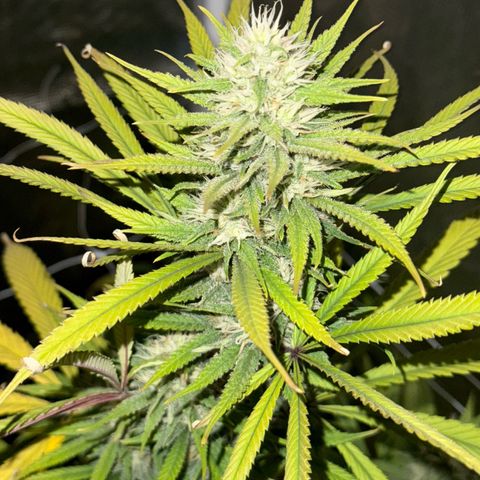 Lemon Jeffery  growlog timeline photo