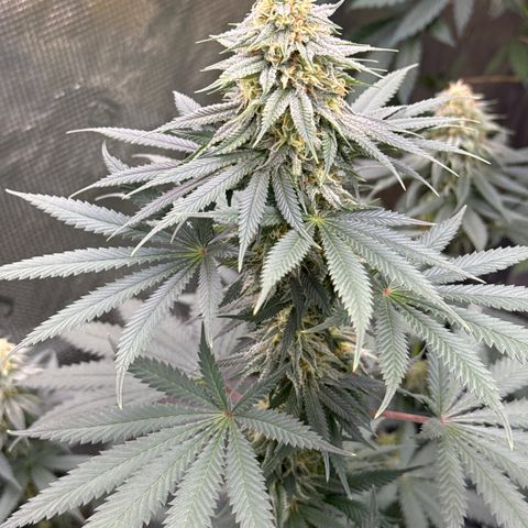 Poochie Love growlog timeline photo