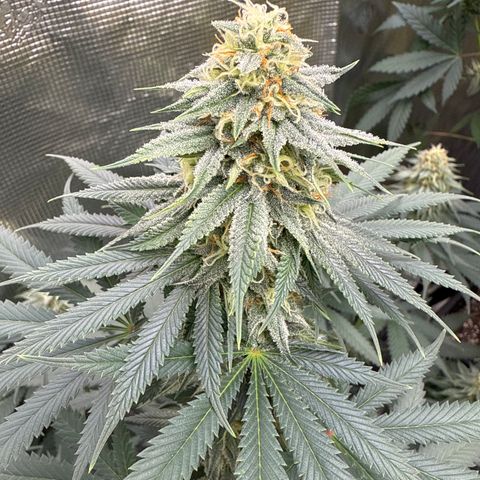 Poochie Love growlog timeline photo