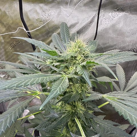 Jack the Ripper #5 growlog timeline photo