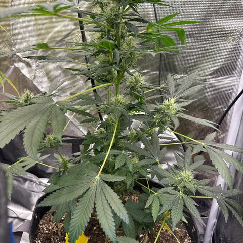 Jack the Ripper #5 growlog timeline photo