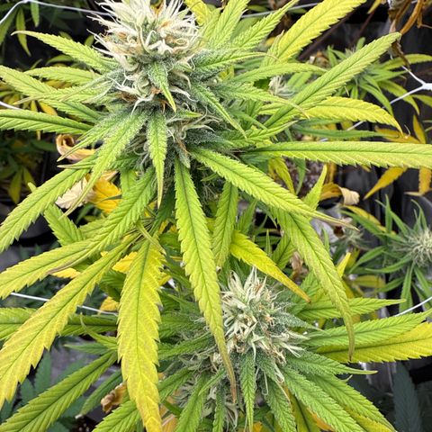 Lemon Jeffery  growlog timeline photo