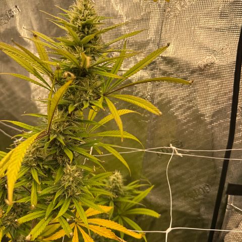 Lemon Jeffery  growlog timeline photo