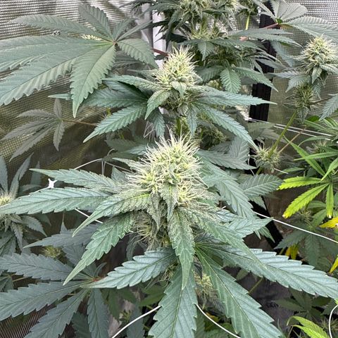 Candylicious growlog timeline photo