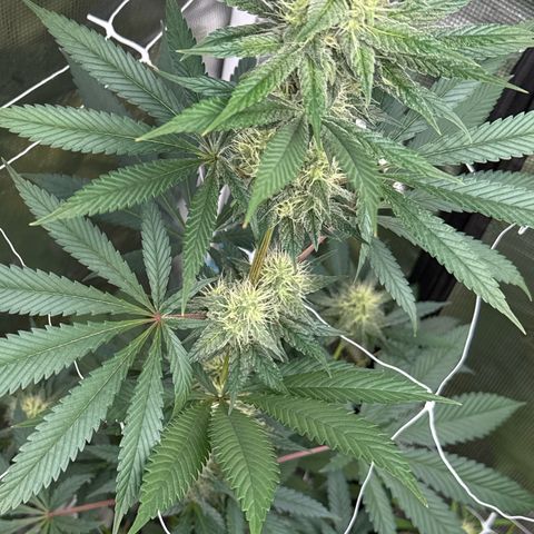 Candylicious growlog timeline photo