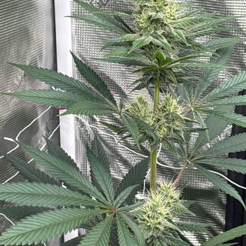 Candylicious growlog timeline photo