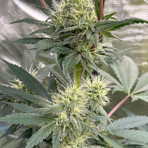 Candylicious growlog timeline photo