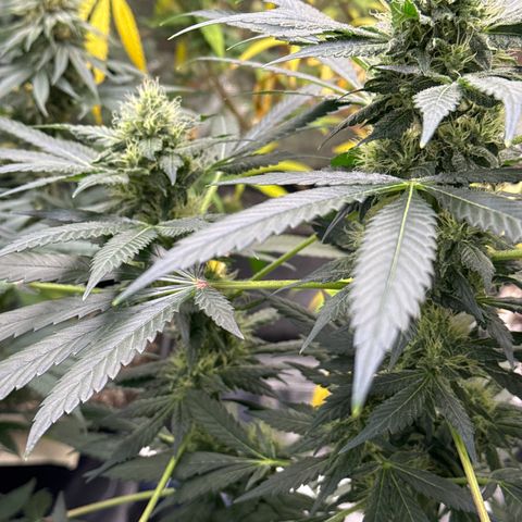 Jack the Ripper #5 growlog timeline photo