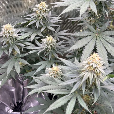 Poochie Love growlog timeline photo