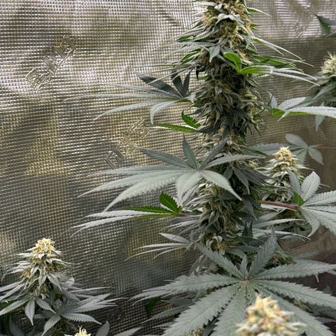 Poochie Love growlog timeline photo