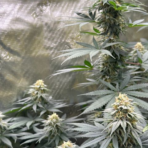 Poochie Love growlog timeline photo
