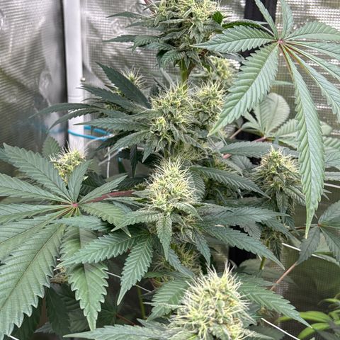 Candylicious growlog timeline photo