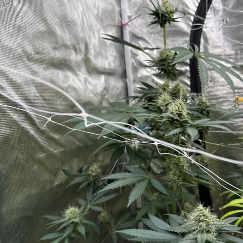 Candylicious growlog timeline photo