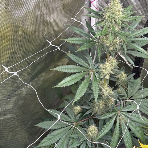Candylicious growlog timeline photo