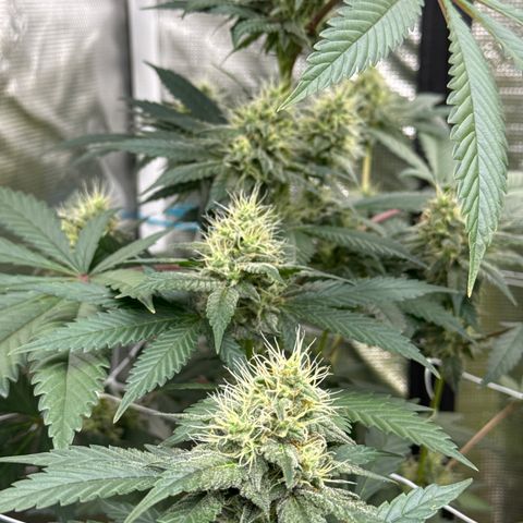 Candylicious growlog timeline photo