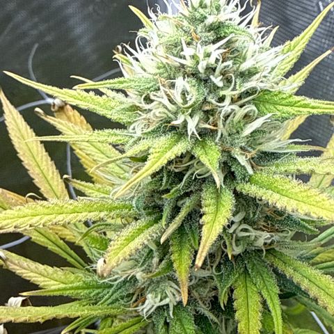 Lemon Jeffery  growlog photo: I was not able to remedy her deficiency 
