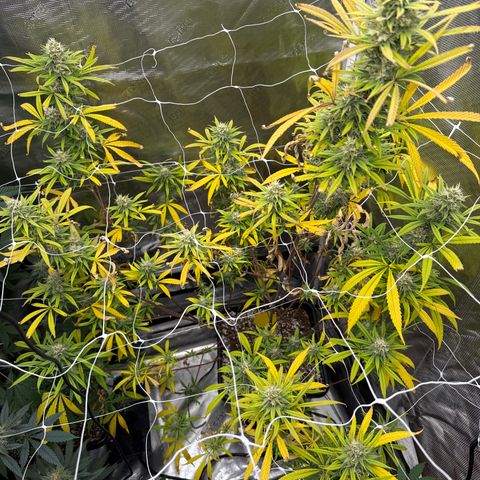 Lemon Jeffery  growlog photo: I was not able to remedy her deficiency 