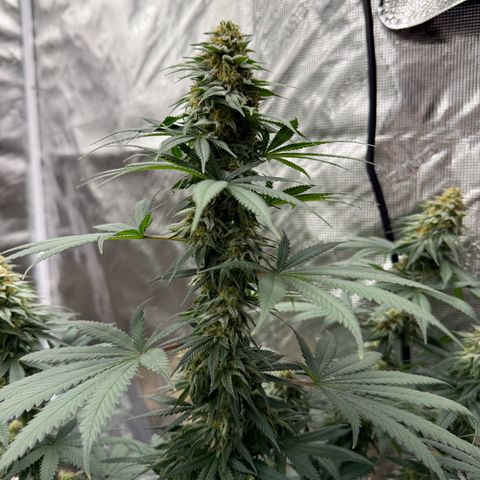 Poochie Love growlog photo: Chopping trees this Christmas Eve 