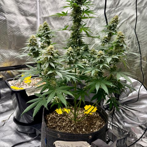 Poochie Love growlog photo: Chopping trees this Christmas Eve 