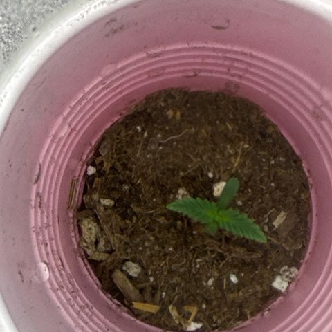 Maui Wowie Gushers F2 growlog timeline photo