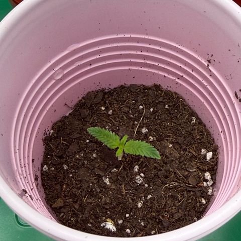 Maui Wowie Gushers F2 growlog timeline photo