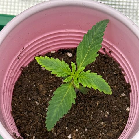 Maui Wowie Gushers F2 growlog timeline photo