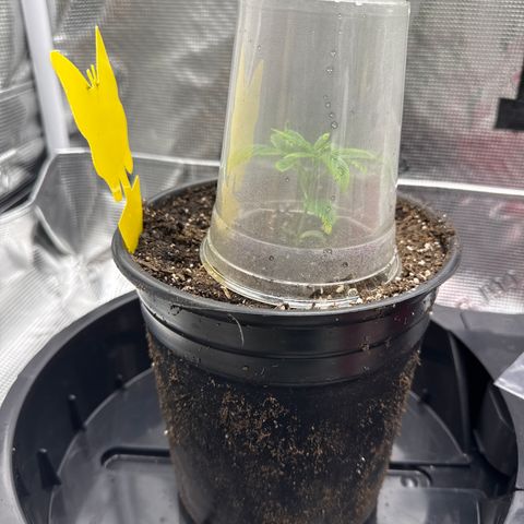 Cherry Jelly x Golden Goat growlog timeline photo