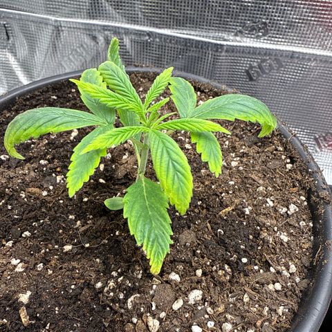 Cherry Jelly x Golden Goat growlog timeline photo
