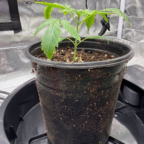 Maui Wowie Gushers F2 growlog timeline photo