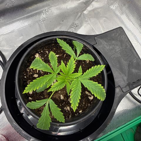 Maui Wowie Gushers F2 growlog timeline photo