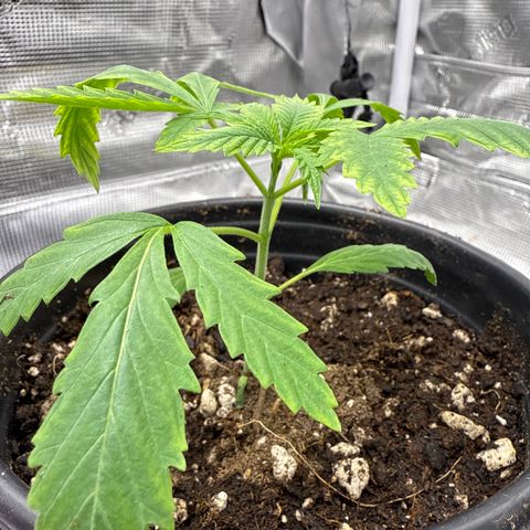 Maui Wowie Gushers F2 growlog timeline photo