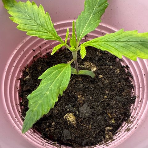 4K growlog timeline photo