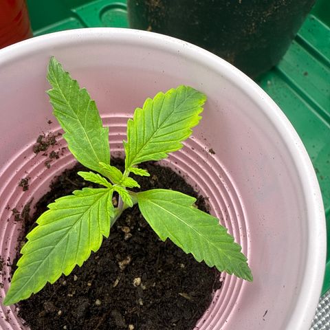 4K growlog timeline photo