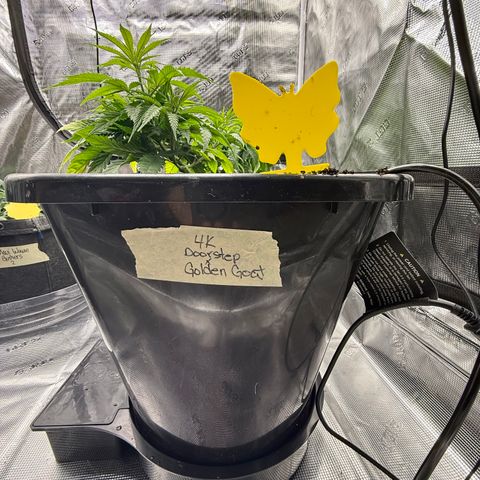 4K growlog photo: Transplanted to 7 gal AutoPot bottom fed with 90 oz water 4.4ph at 82 degrees 