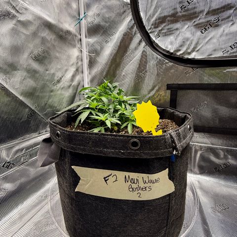 Maui Wowie Gushers F2 growlog photo: Transplanted to 7 gal fabric pot and 7 gal AutoPot bottom fed with 90 oz water at 4.4ph at 82 degrees 