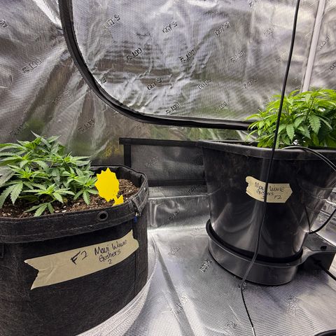 Maui Wowie Gushers F2 growlog photo: Transplanted to 7 gal fabric pot and 7 gal AutoPot bottom fed with 90 oz water at 4.4ph at 82 degrees 