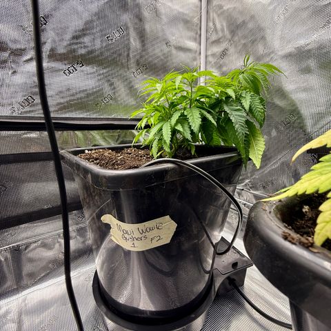Maui Wowie Gushers F2 growlog photo: Transplanted to 7 gal fabric pot and 7 gal AutoPot bottom fed with 90 oz water at 4.4ph at 82 degrees 