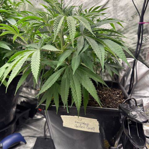 4K growlog photo: Flipped to flower 