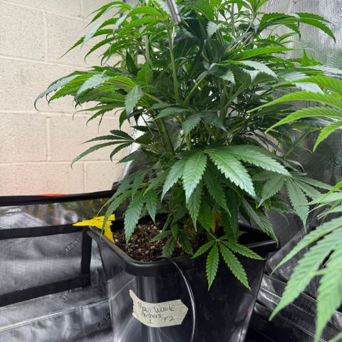 Maui Wowie Gushers F2 growlog timeline photo