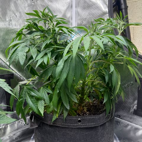 Maui Wowie Gushers F2 growlog timeline photo