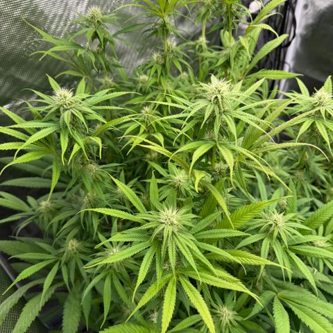 Maui Wowie Gushers F2 growlog photo: Beginning week 4 of flower 